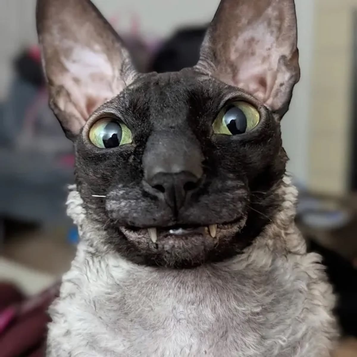 Extreme close-up of Pixel the Cornish Rex, huge yellow-green eyes and a goblin grin with tiny fangs