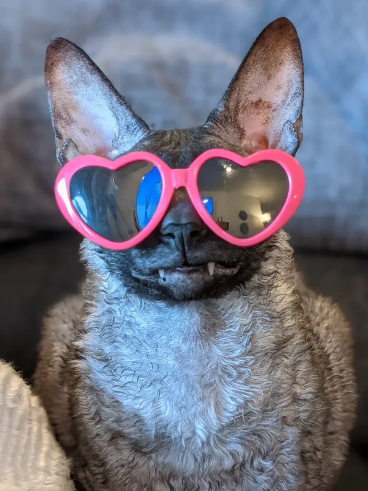 Pixel wearing oversized hot-pink heart sunglasses