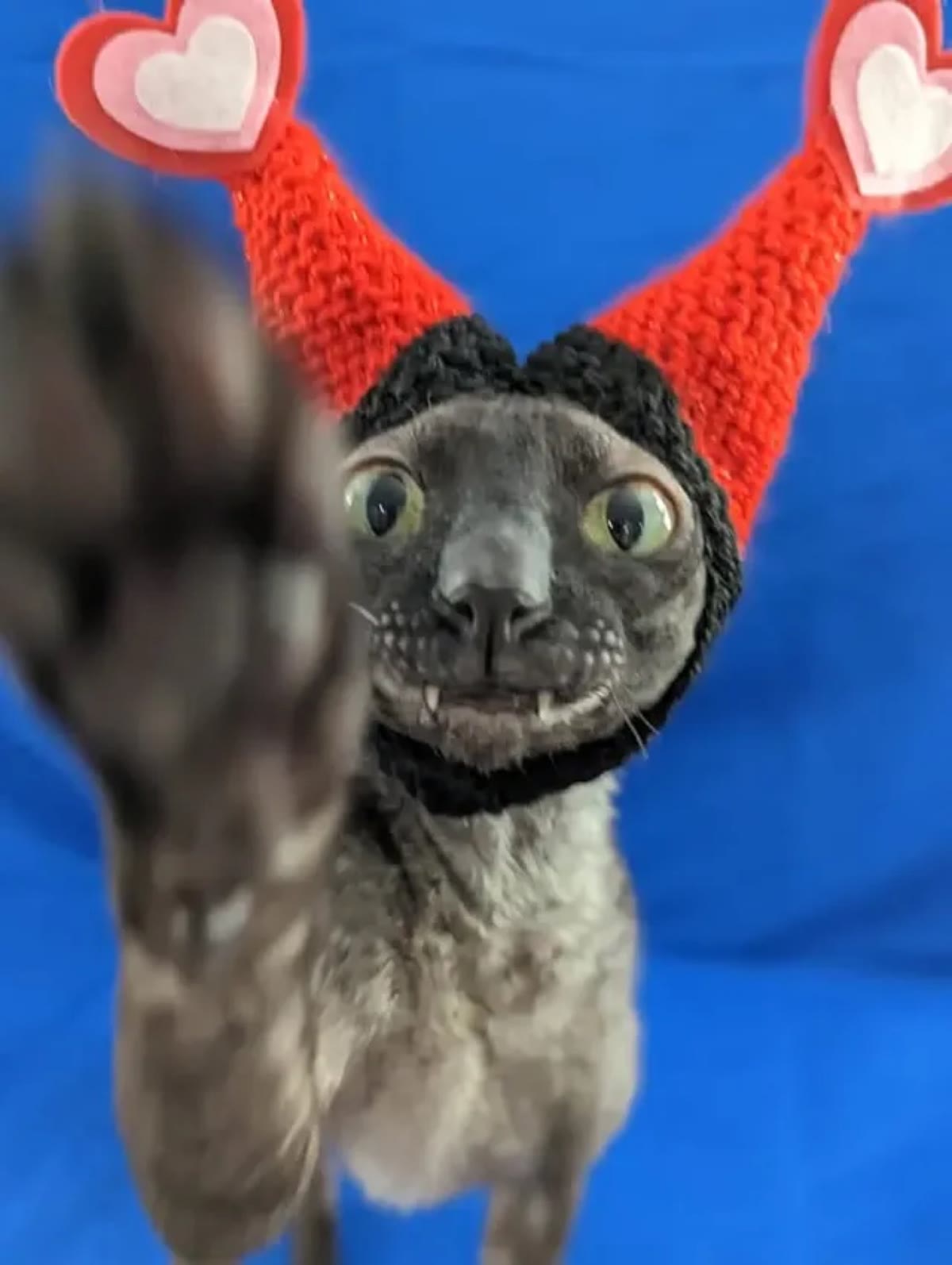 Pixel in a red and black knit hat with heart antennae, waving a paw at the camera