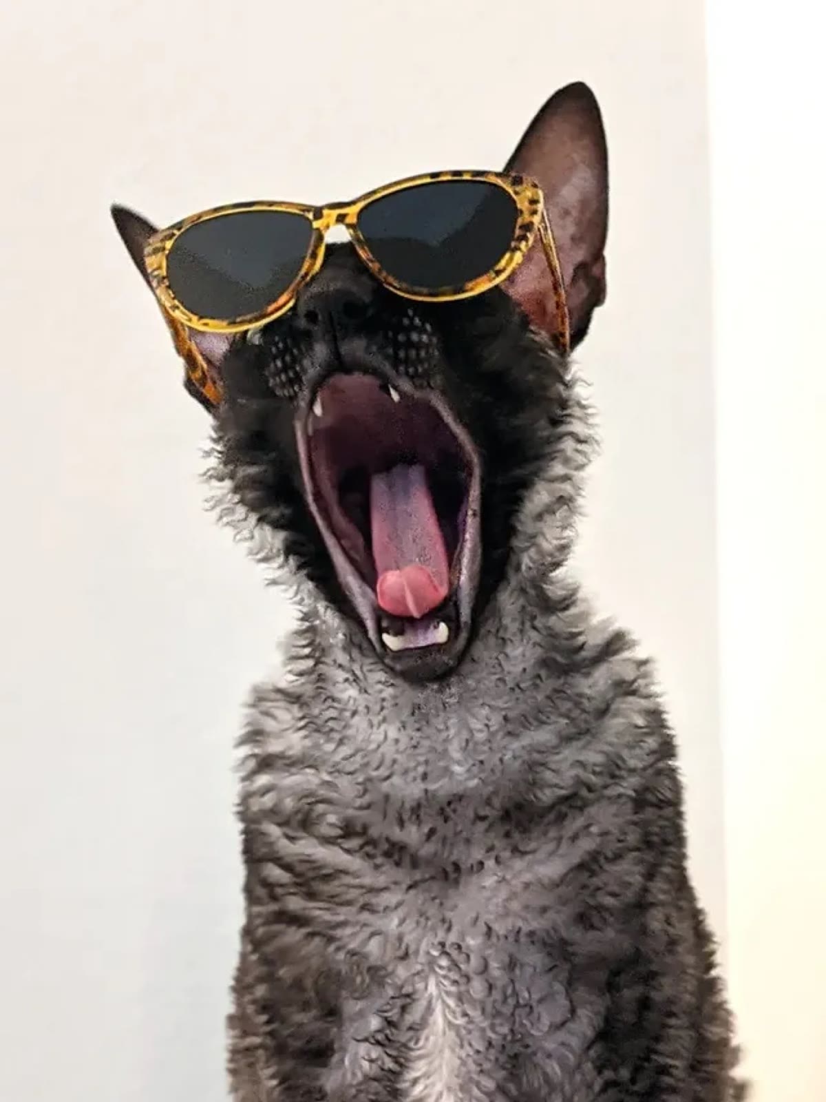 Pixel yawning wide with tortoise-shell sunglasses sliding down his face