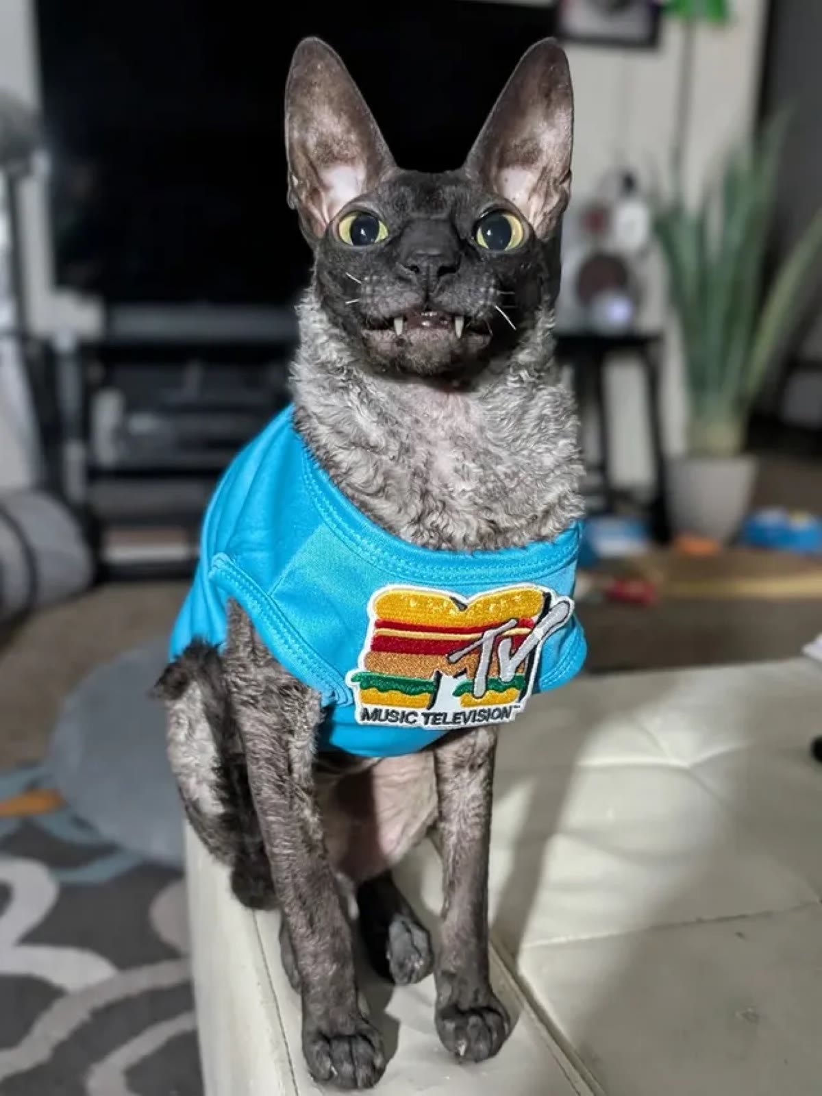 Pixel sitting in a bright cyan MTV shirt