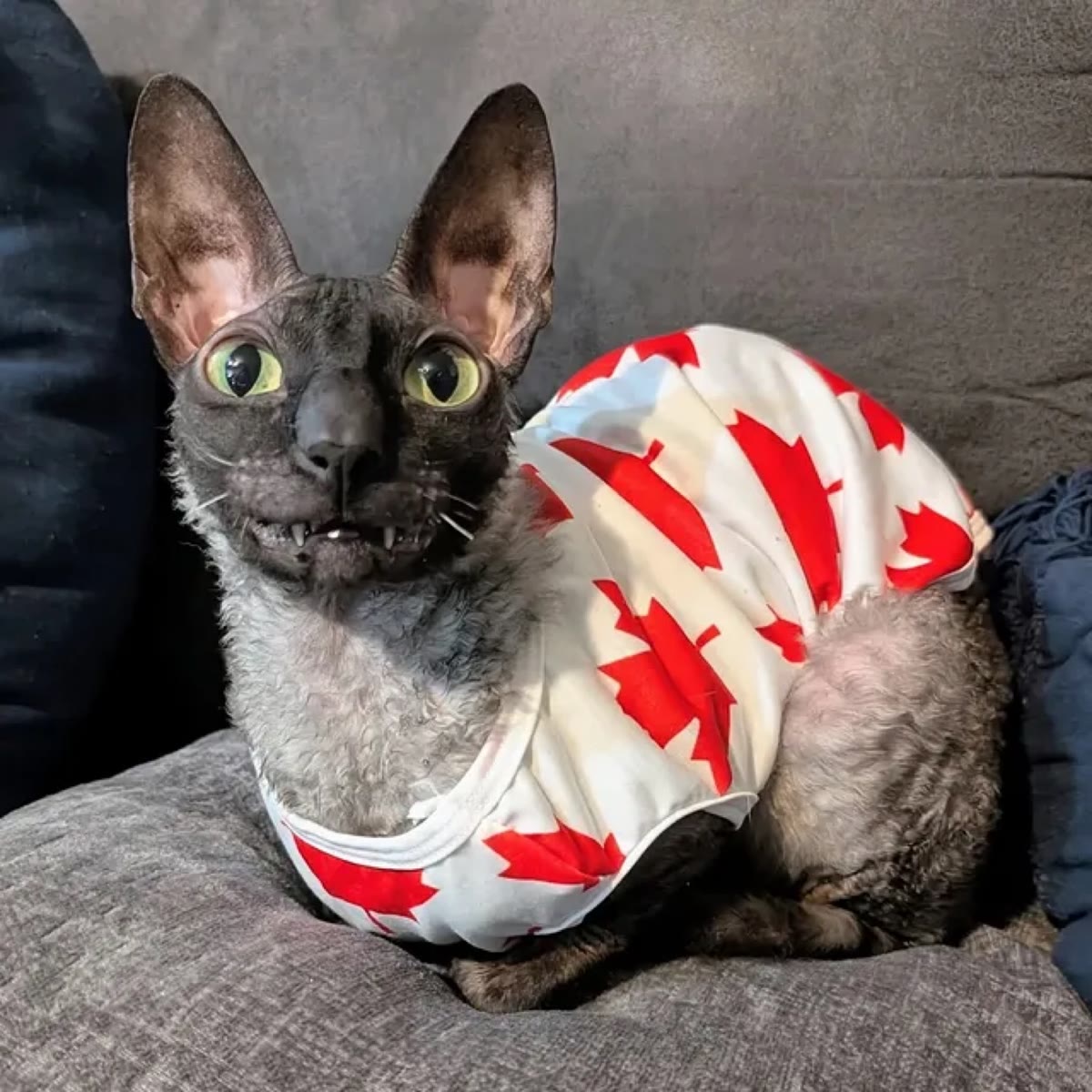 Pixel wearing a white shirt covered in red Canadian maple leaves