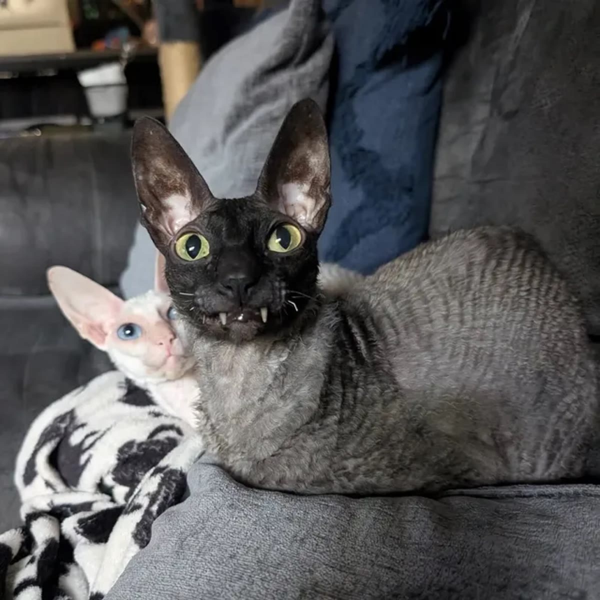 Pixel grinning on the couch beside Sophie, a white Devon Rex