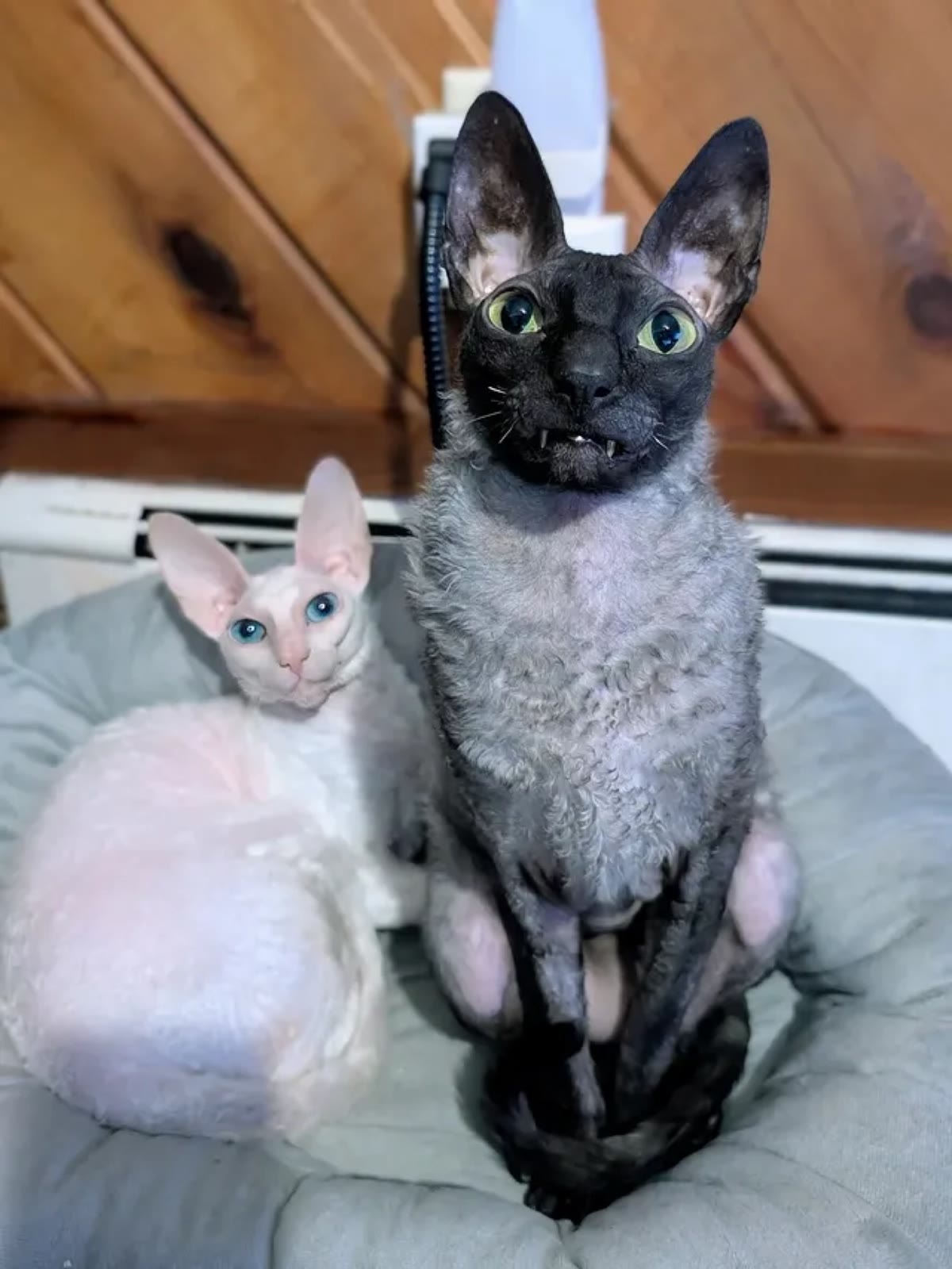 Pixel sitting upright in a cat bed next to Sophie