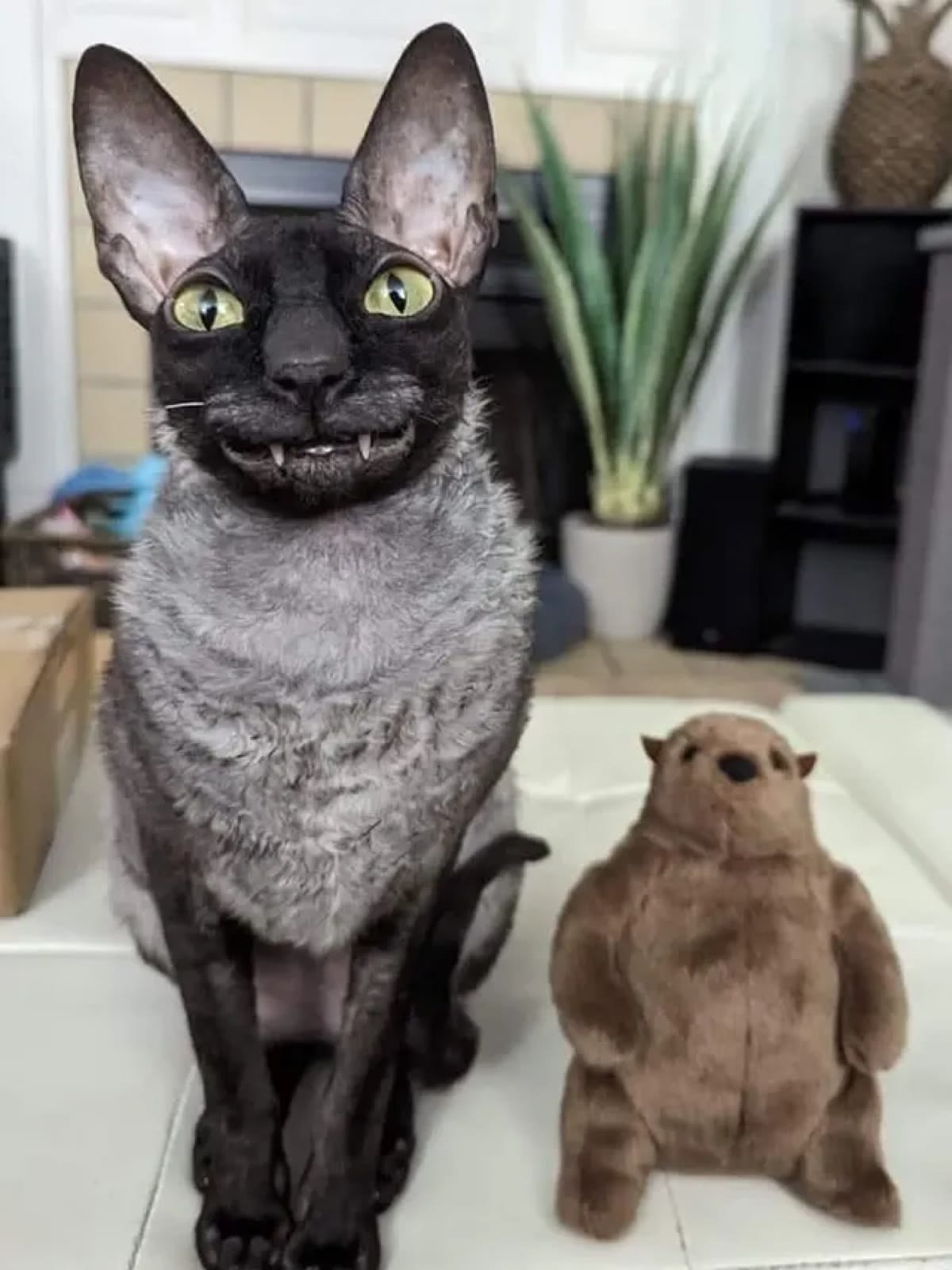 Pixel sitting beside a brown stuffed capybara