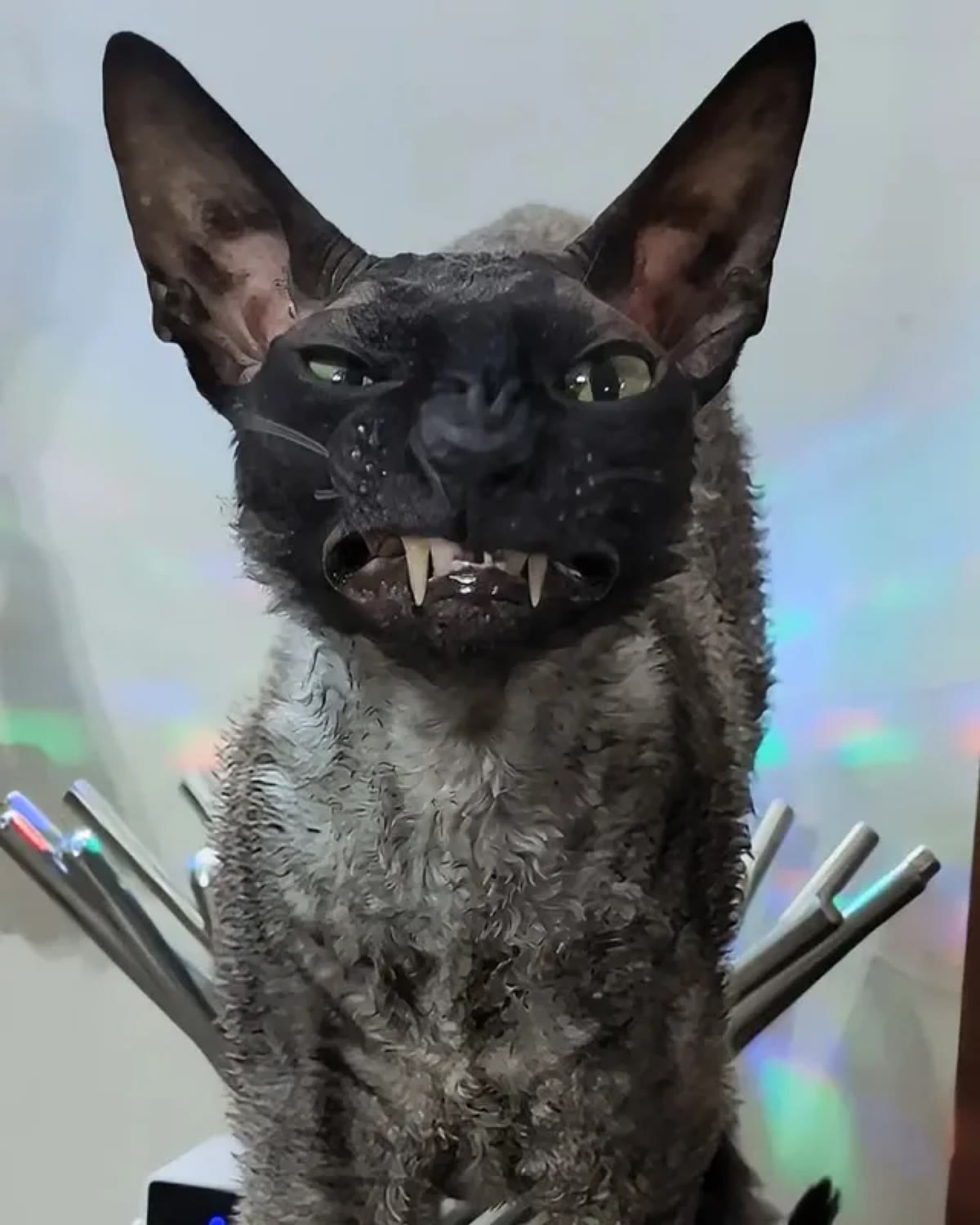 Close-up of Pixel with extra-long fangs and a squinting goblin stare