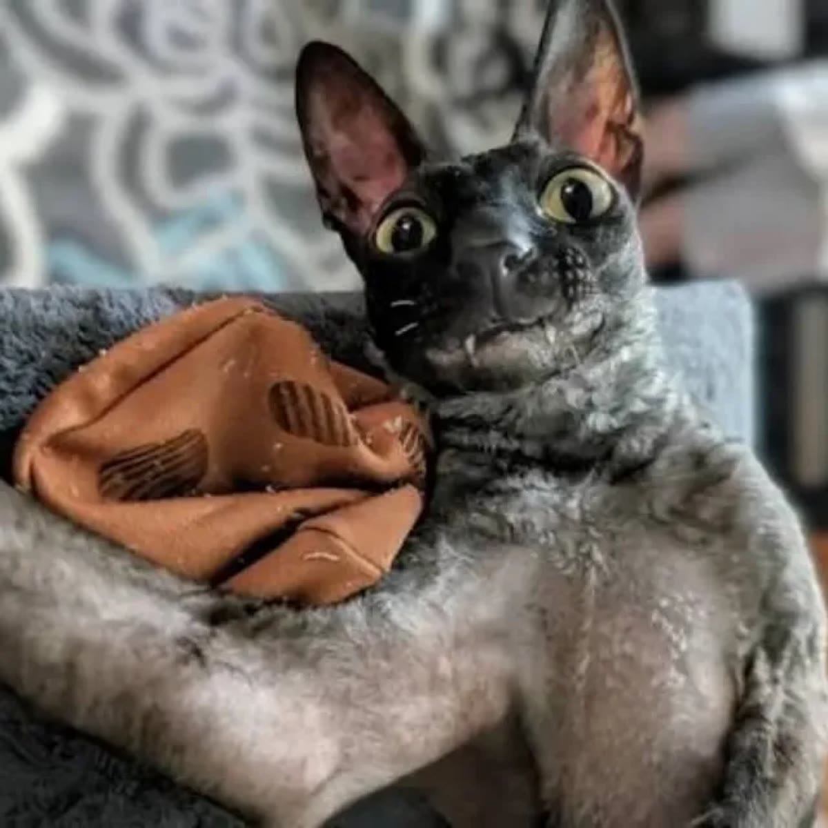 Pixel lying on his back on the sofa holding a crumpled brown cloth, staring at the camera