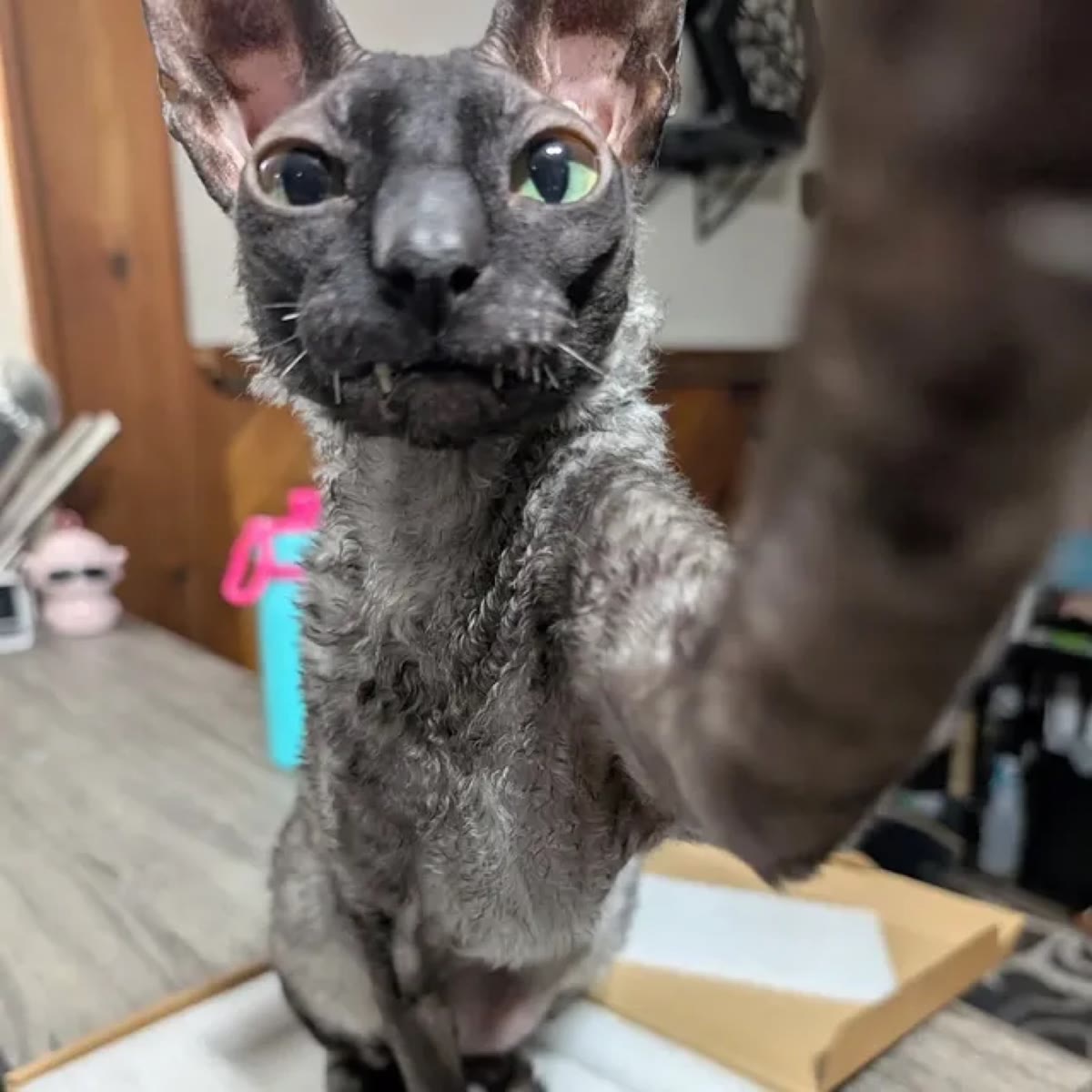 Pixel reaching a paw toward the camera like a selfie
