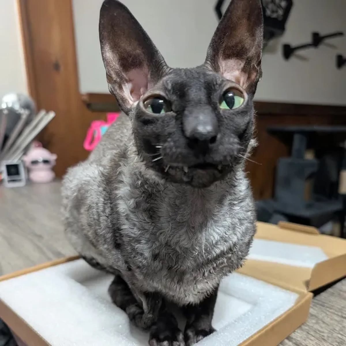 Pixel standing in an open cardboard shipping box on foam packing