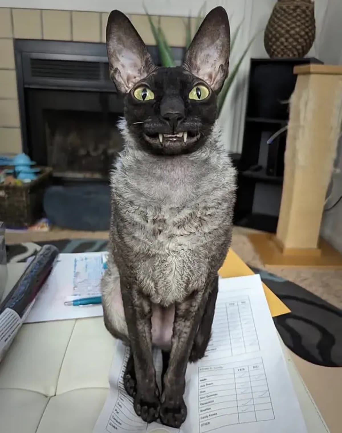 Pixel sitting on a stack of paperwork on a coffee table, grinning at the camera
