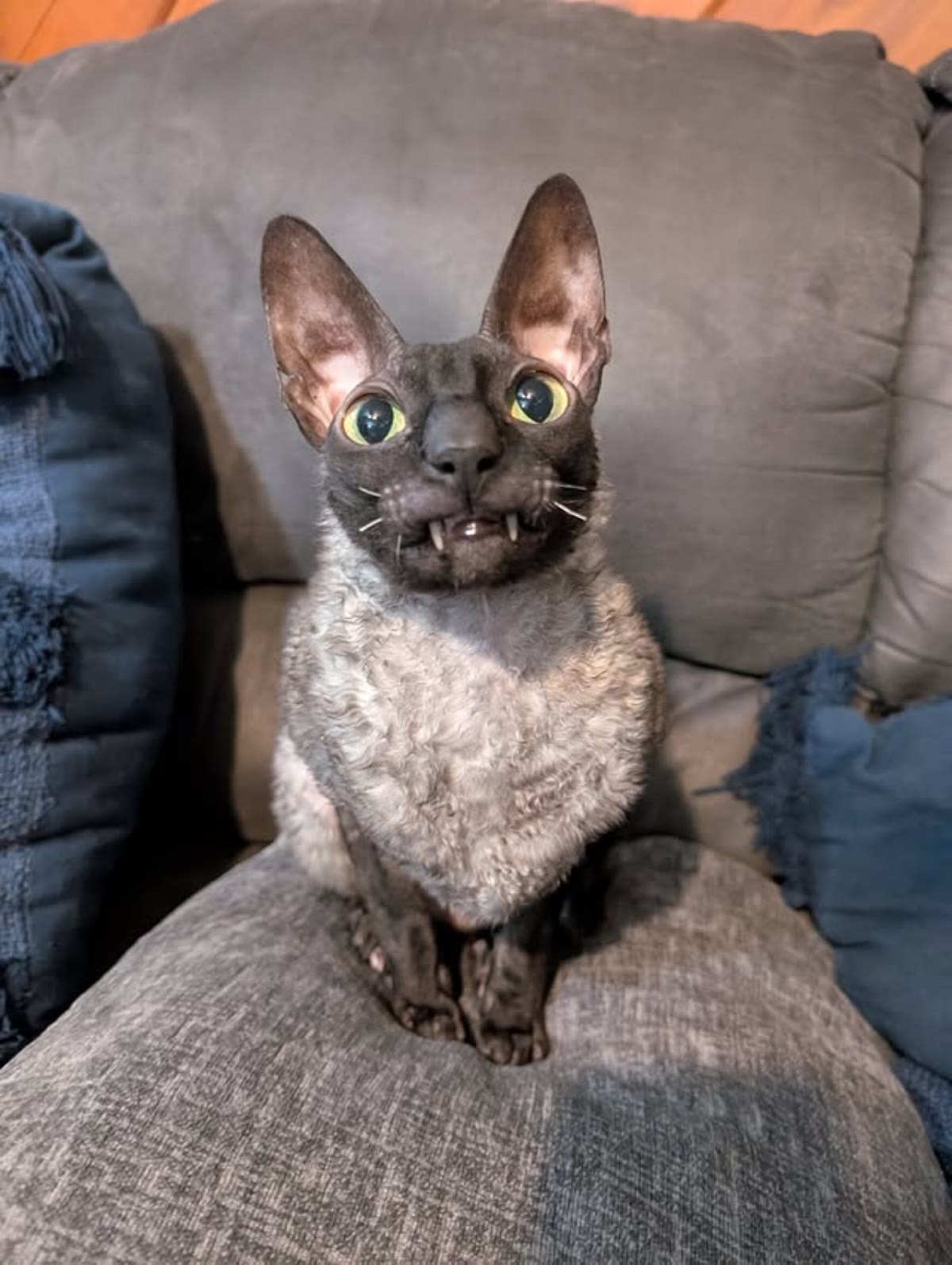Pixel sitting upright on a grey couch looking up with huge eyes
