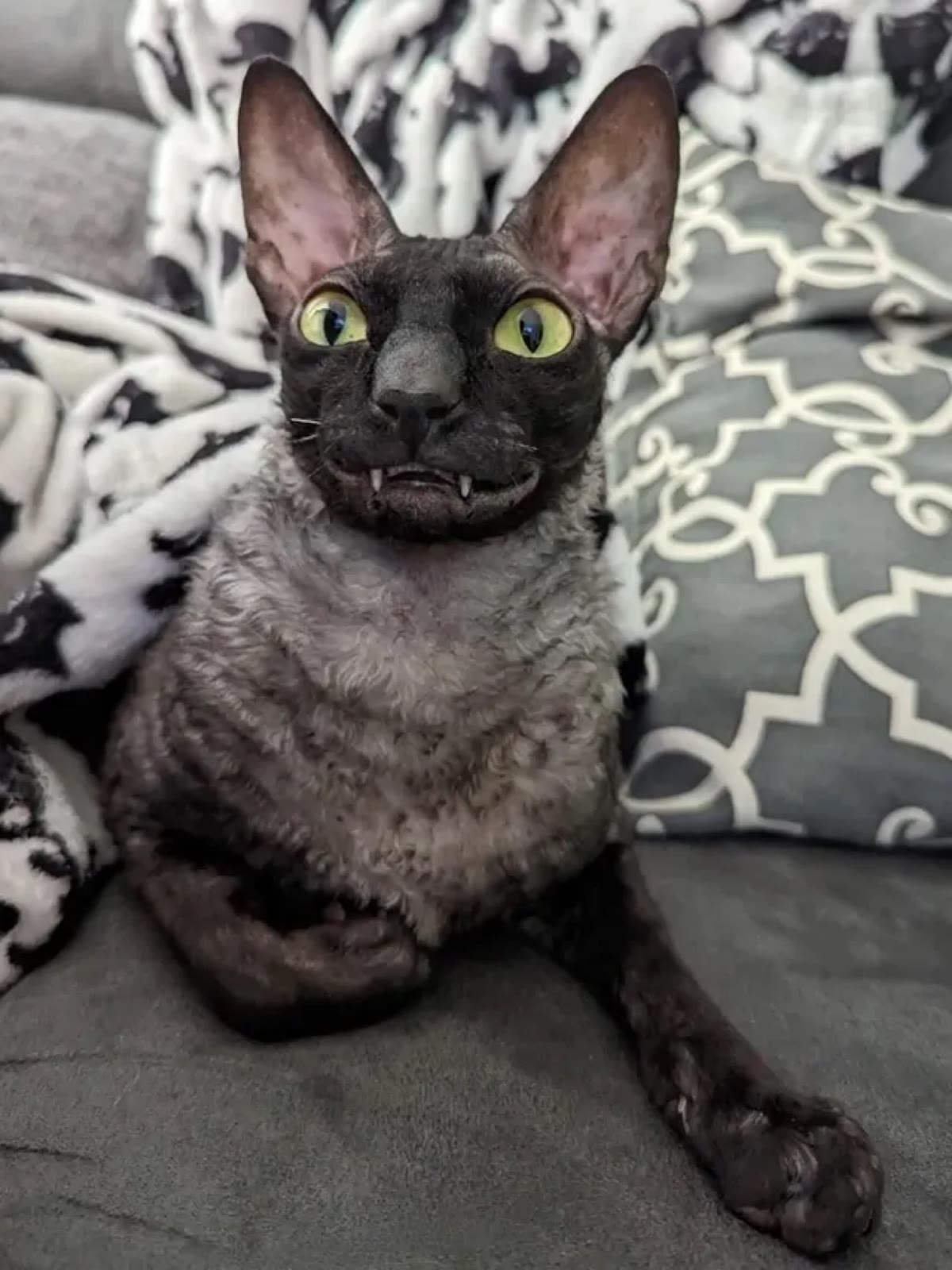 Pixel lounging on a grey couch with a black-and-white blanket behind him