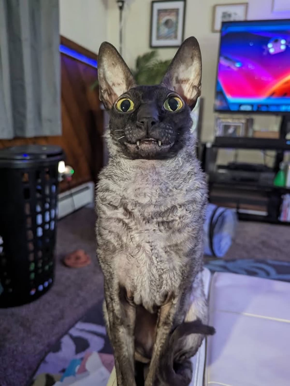 Pixel sitting tall in a living room with a bright TV behind him