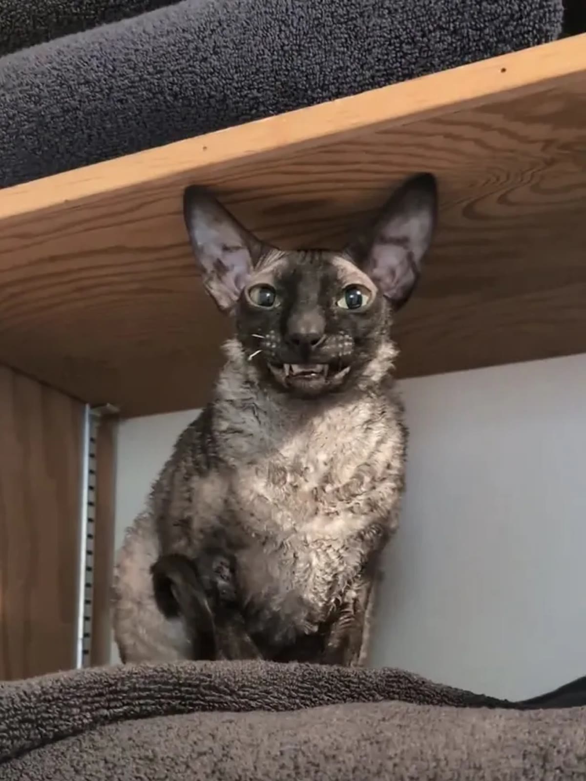 Pixel sitting under a wooden shelf, looking out with a toothy grin