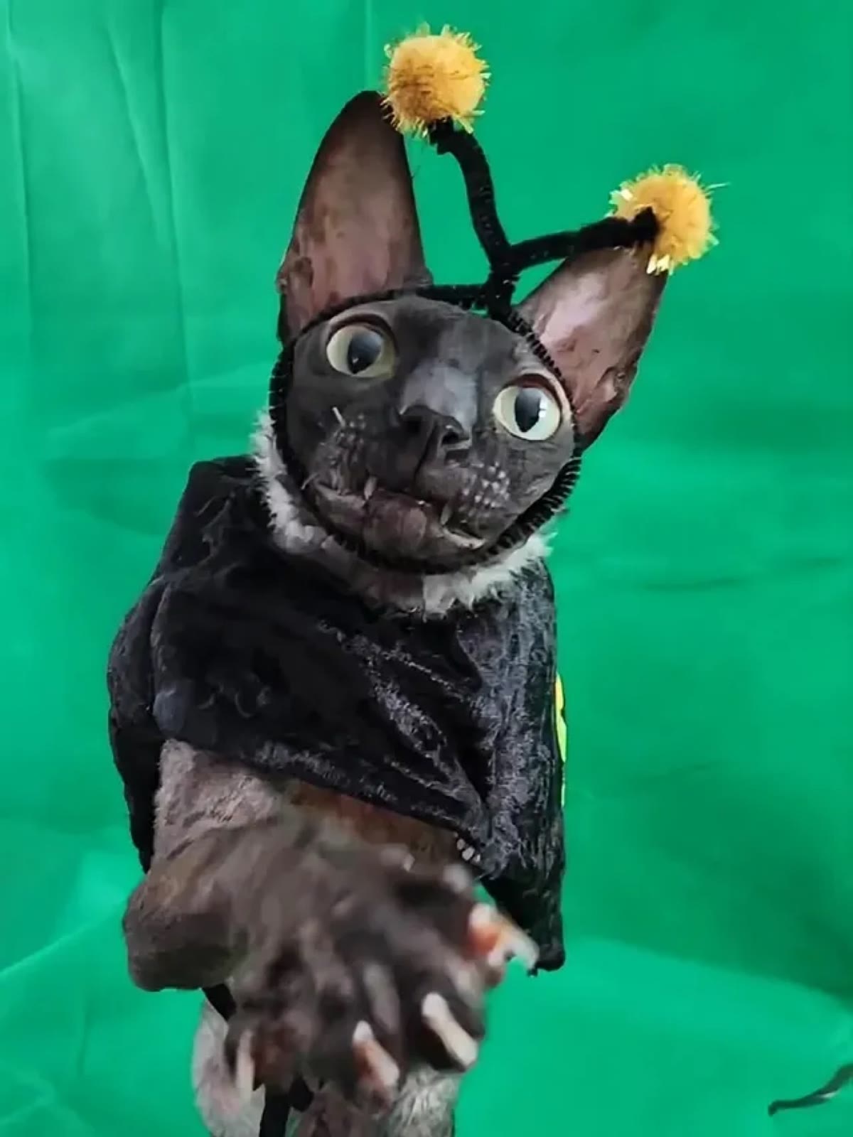 Pixel in a bee costume reaching a paw at the camera on a green screen
