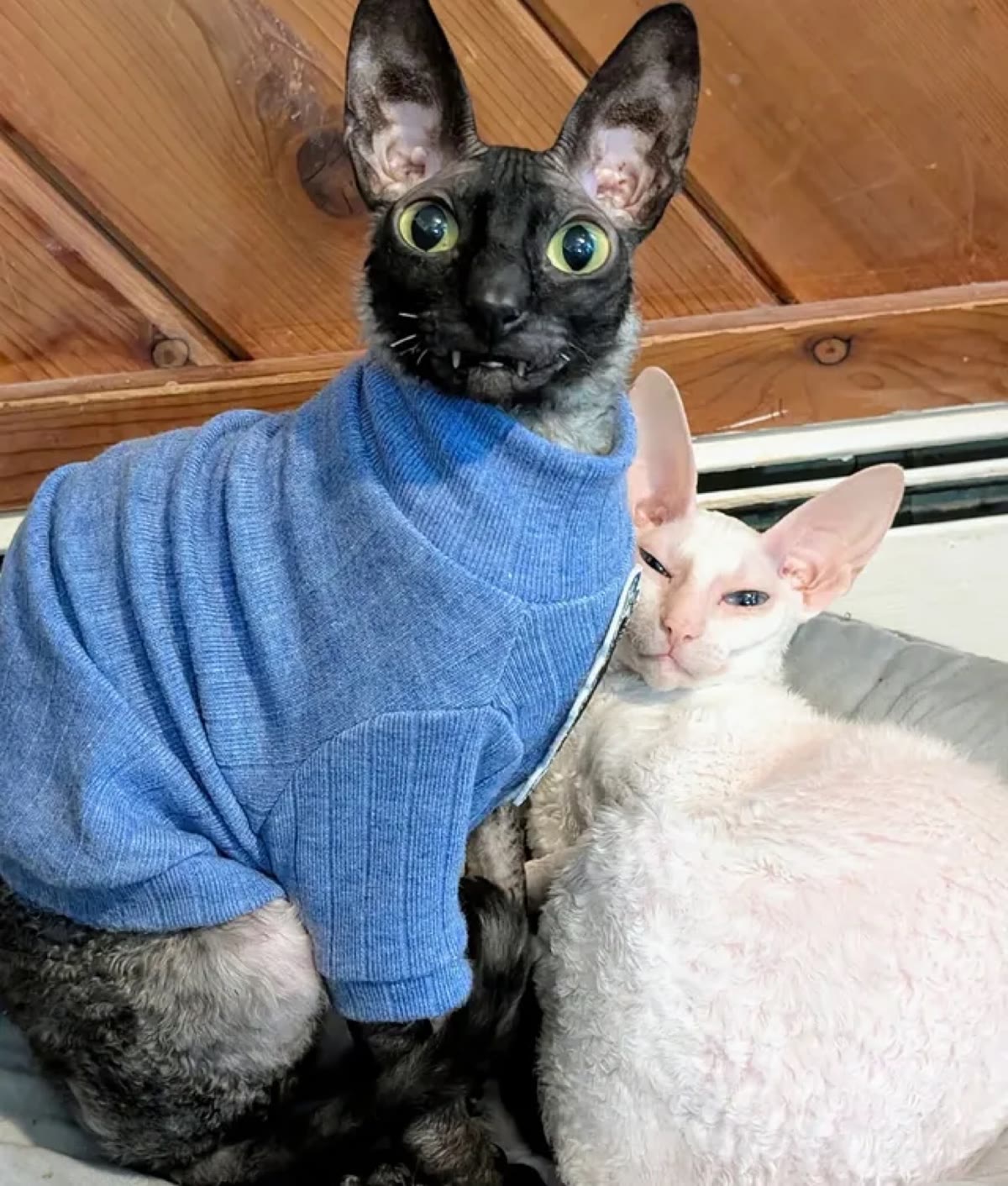 Pixel in a blue turtleneck sweater sitting next to Sophie