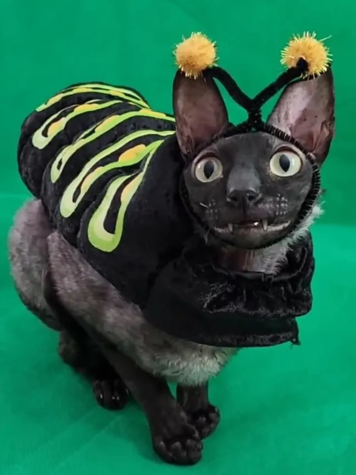 Pixel in a full bee costume with yellow pom-pom antennae