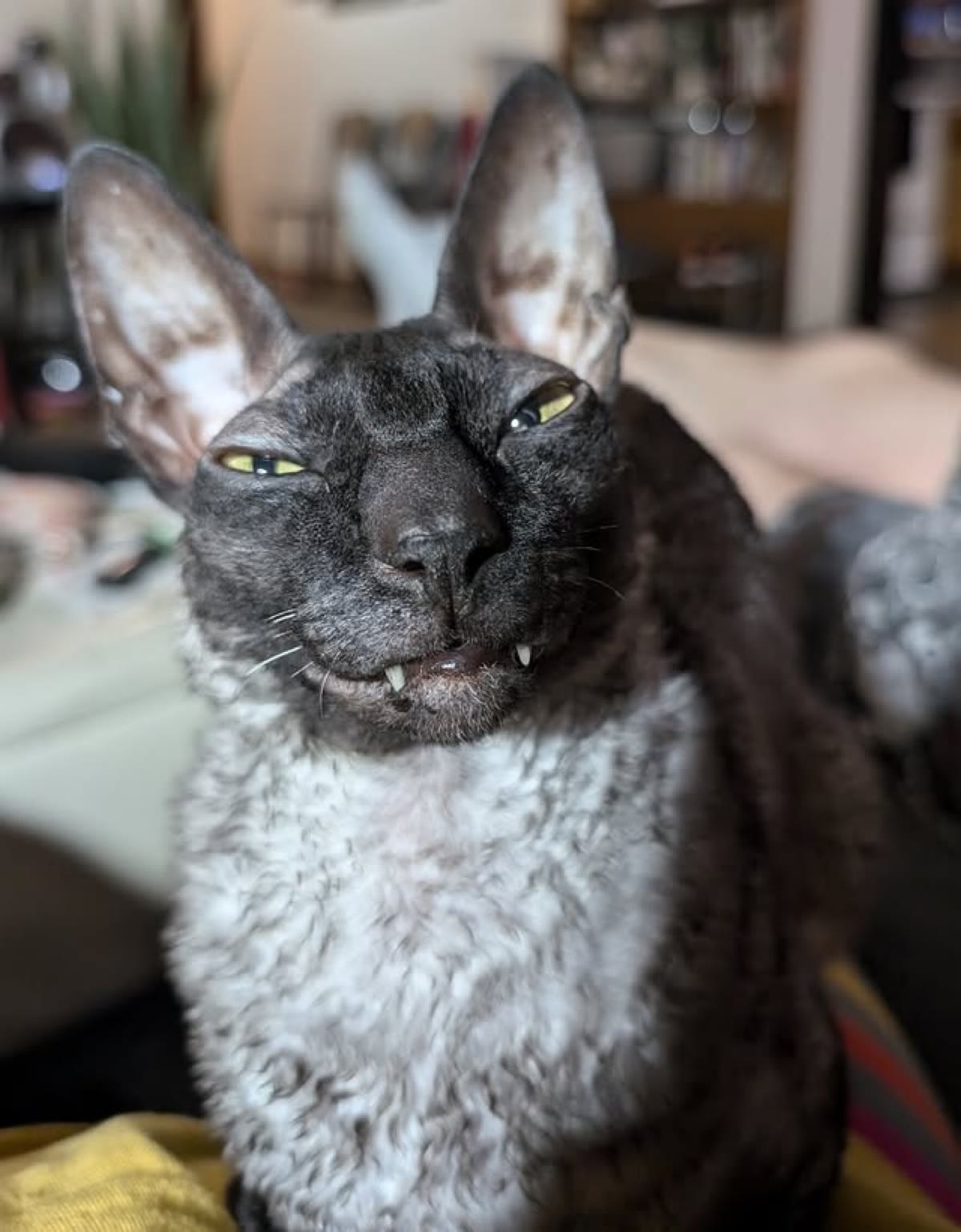 Pixel squinting with a smug toothy grin